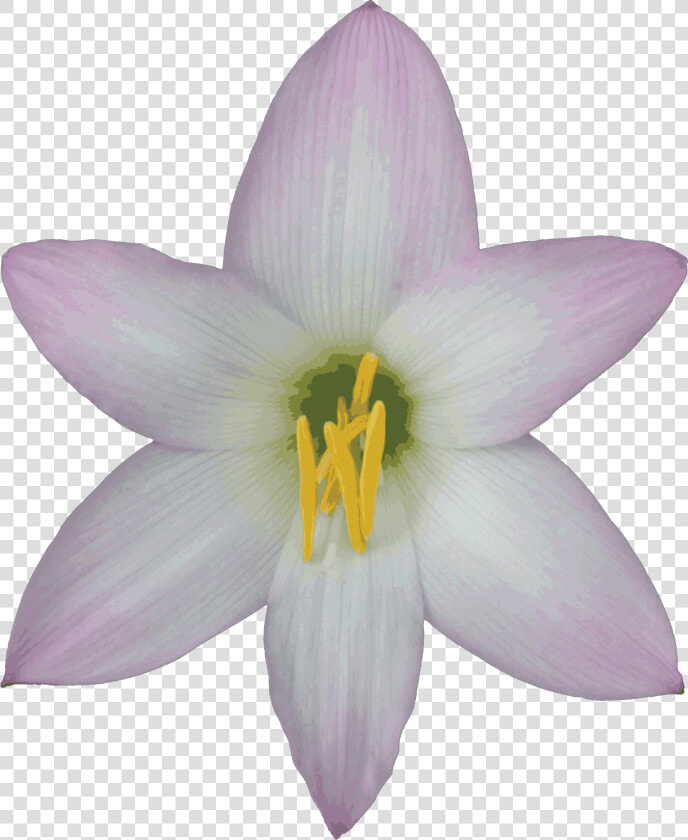 Bellflower Png Transparent Images   Lily With No Background  Png DownloadTransparent PNG