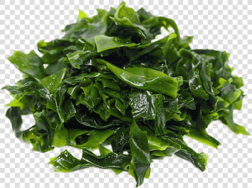 Pile Of Dark Green Seaweed   Kleidung Der Zukunft  HD Png DownloadTransparent PNG