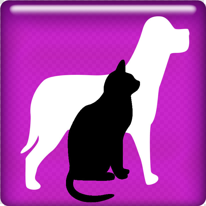 Lost  amp  Found   Cat  HD Png DownloadTransparent PNG