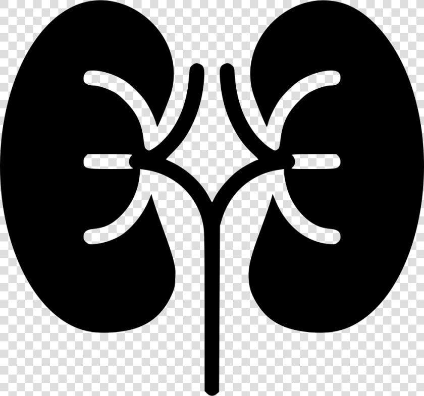 Kidneys   Kidney Svg  HD Png DownloadTransparent PNG