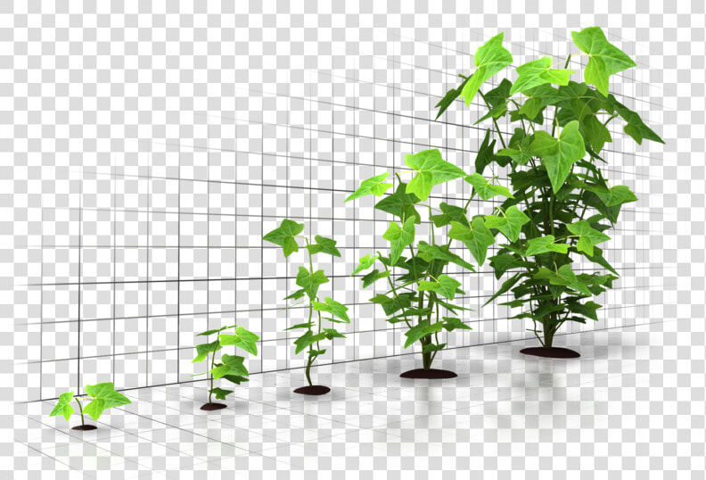 Six Incredible Ways To Grow Your Business Through Digital   Tree Grow Up Png  Transparent PngTransparent PNG