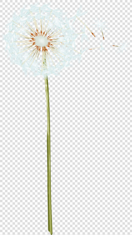 Dandelion Png Transparent Image   Dandelion  Png DownloadTransparent PNG