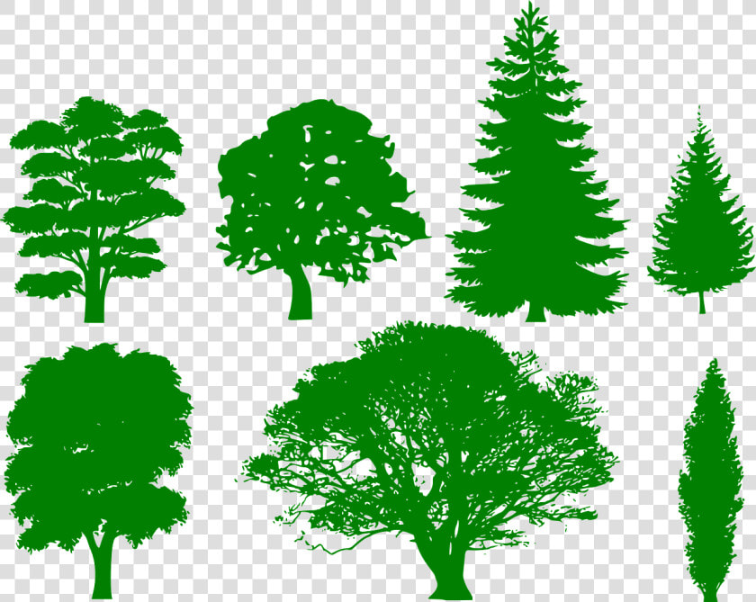 Various Tree Shape Silhouettes   Tree Shape  HD Png DownloadTransparent PNG