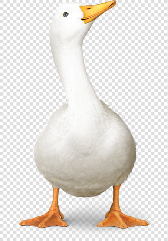 Aflac Duck01   Transparent Aflac Duck  HD Png DownloadTransparent PNG