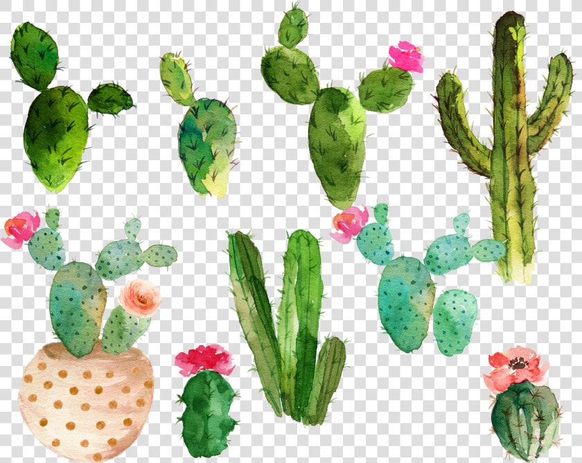 Cactus Flower Drawing   Free Watercolor Cactus Clipart  HD Png DownloadTransparent PNG