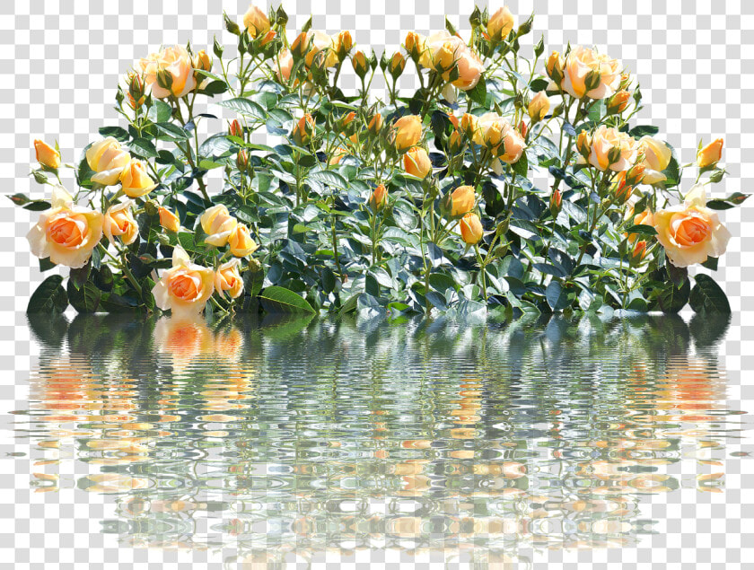 Roses Rose Bush Romantic Free Picture   Cespugli Fiori Png  Transparent PngTransparent PNG