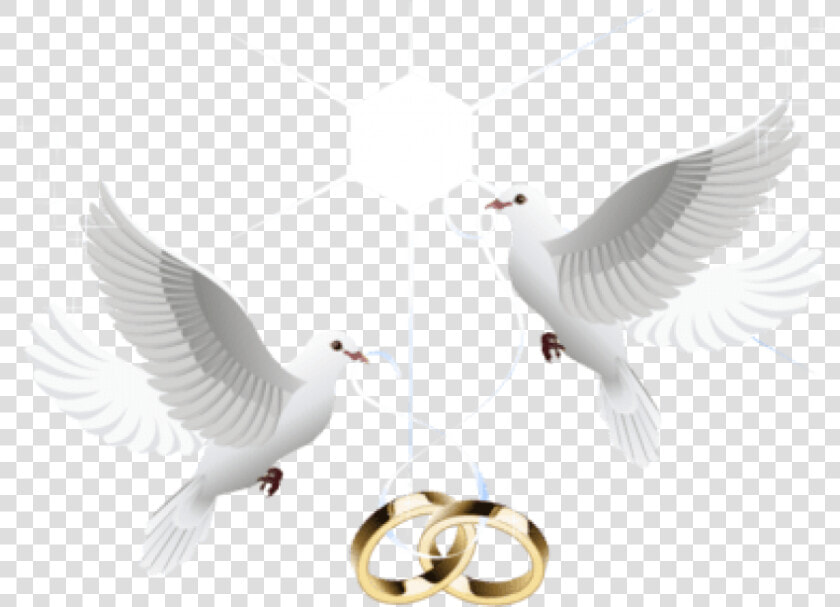 Free Png Download Wedding Doves With Rings Png Images   Wedding Dove Love Birds  Transparent PngTransparent PNG