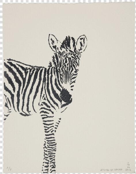 Zèbre   Zebra Cub White Background  HD Png DownloadTransparent PNG