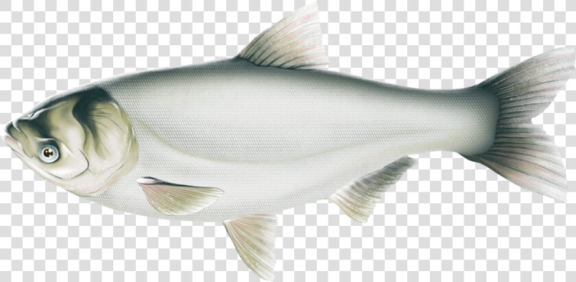 Silver Carp Illustration   Coregonus Lavaretus  HD Png DownloadTransparent PNG