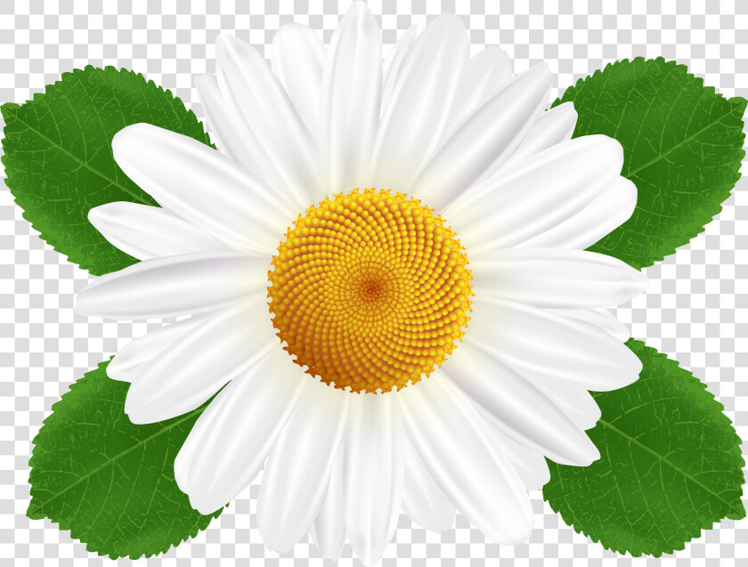 Barberton Daisy Mayweed Chamomileclip Art Common Daisy   Transparent White Daisy Flower  HD Png DownloadTransparent PNG