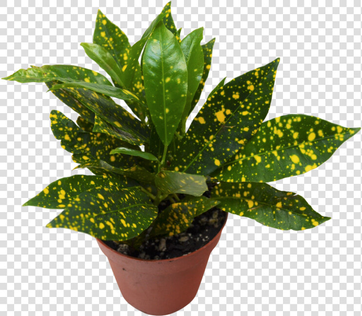 Gold Dust   Garden Croton  HD Png DownloadTransparent PNG