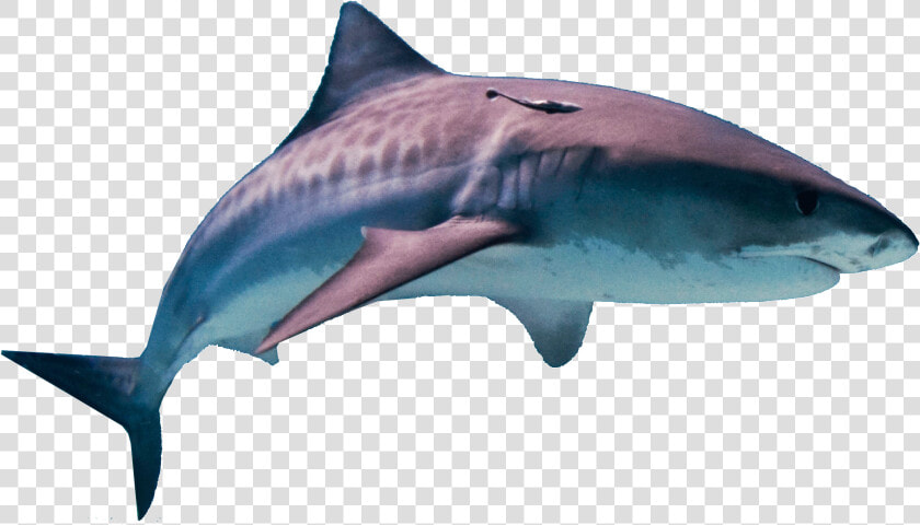 Shark Png Hd   Hawaii Tiger Shark  Transparent PngTransparent PNG