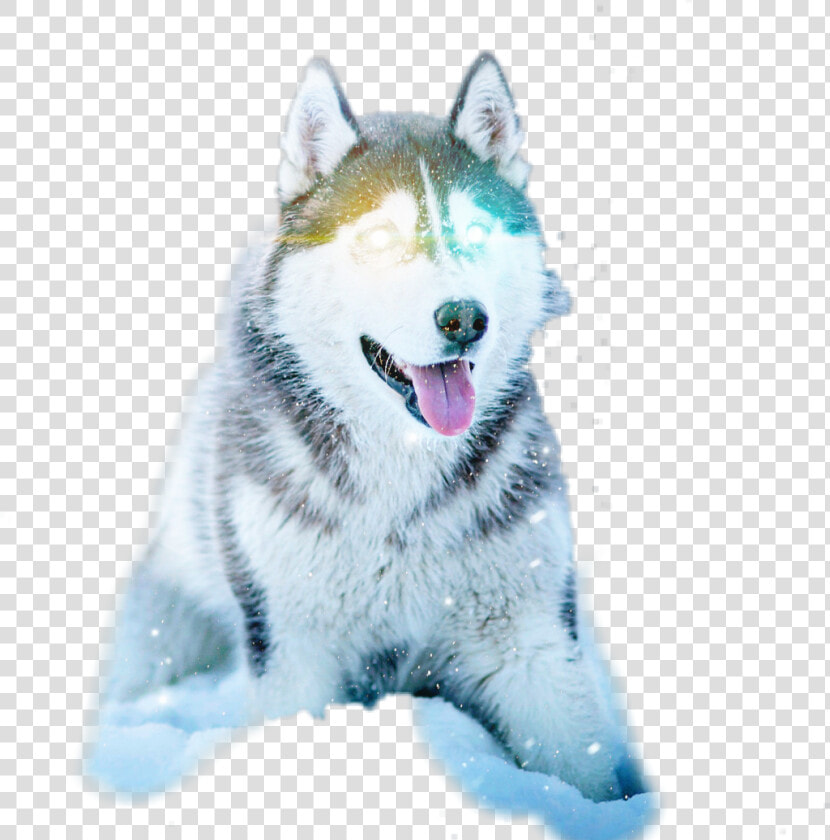 Husky Dog   Png Download   Husky Dog  Transparent PngTransparent PNG