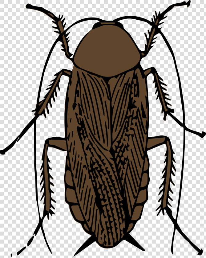 Cockroach Removal By A3 Superior Eliminates The Problem   Cockroach Black And White Clipart  HD Png DownloadTransparent PNG