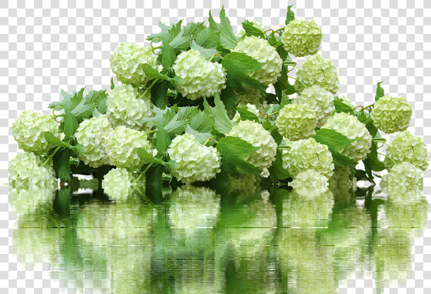 This Alt Value Should Not Be Empty If You Assign Primary   Hydrangea Bush Png  Transparent PngTransparent PNG