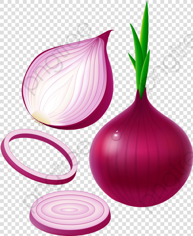 Purple Onion   Củ Hành Mọc Mầm  HD Png DownloadTransparent PNG