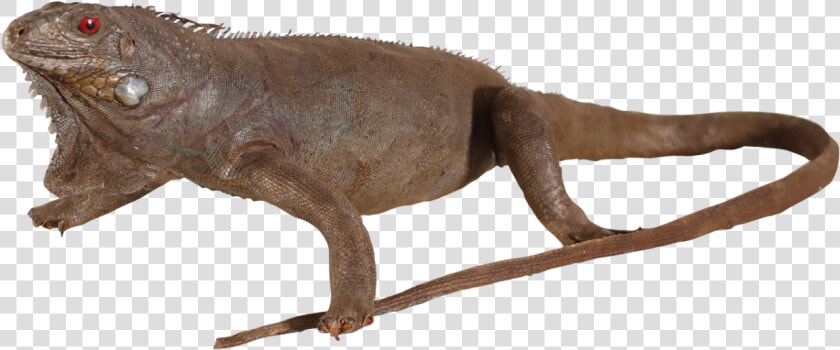 Taxidermy Iguana   Chinese Warty Newt  HD Png DownloadTransparent PNG