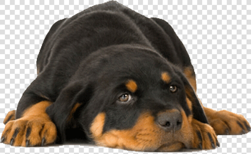 Clipart Rottweiler With Transparent  HD Png DownloadTransparent PNG