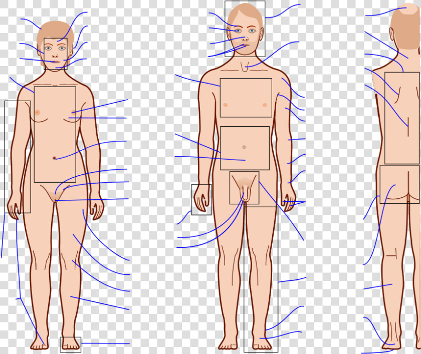 Transparent Human Anatomy Clipart   Human Body Anatomy Blank  HD Png DownloadTransparent PNG