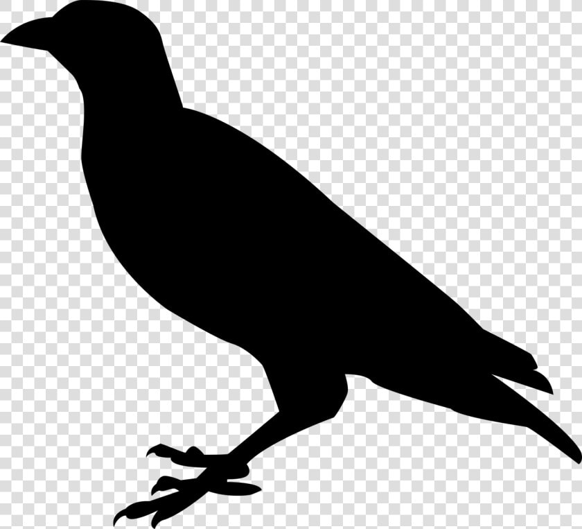 Raven  Crow  Raven Bird  Bird  Black  Sitting  Bill   Silhouette Raven Clipart  HD Png DownloadTransparent PNG