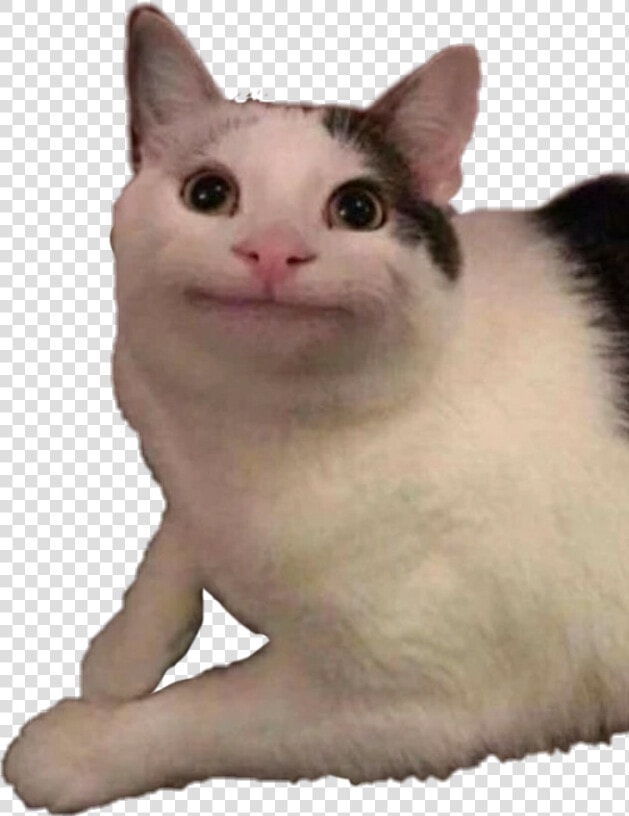  cat  reaction  reactioncat  catreaction  meme  um   Figurinhas Para Whatsapp Engraçadas  HD Png DownloadTransparent PNG