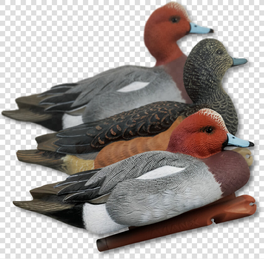 Home   Decoys   Duck Hunting Decoys   Avian X Wigeon Duck Decoys  HD Png DownloadTransparent PNG