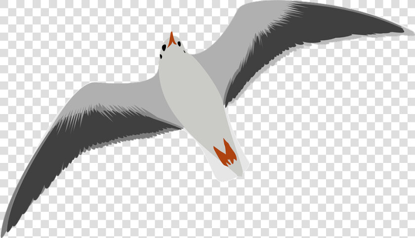 Download Gull Bird Png Transparent Images Transparent   Seagull Clip Art  Png DownloadTransparent PNG