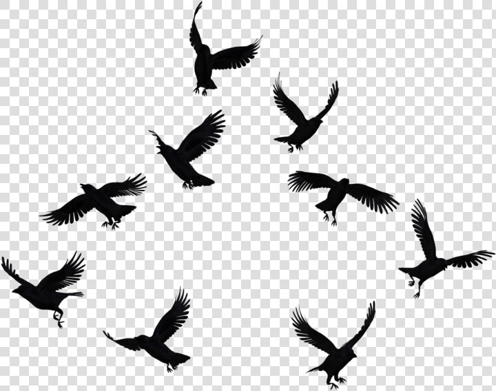 Flock Of Crows   Crows Png  Transparent PngTransparent PNG