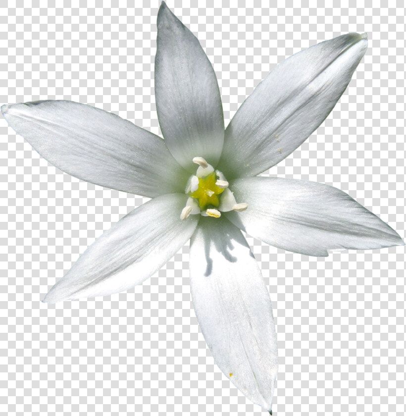 Star Of Bethlehem Flower White Background  HD Png DownloadTransparent PNG