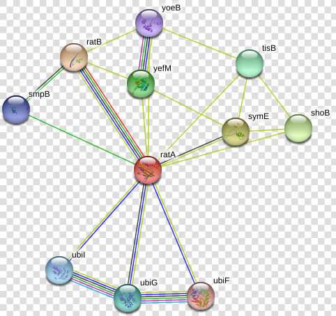 Rata Protein  HD Png DownloadTransparent PNG