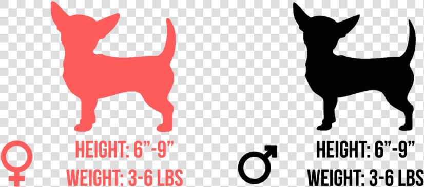 Chihuahua Png  Transparent PngTransparent PNG