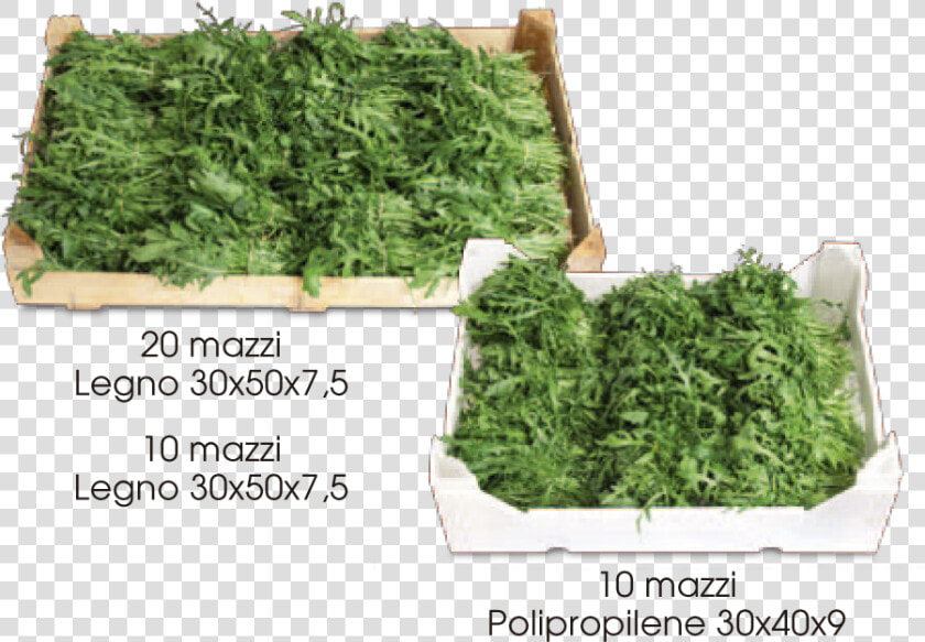 Rucola mazzi   Rucola A Mazzi  HD Png DownloadTransparent PNG