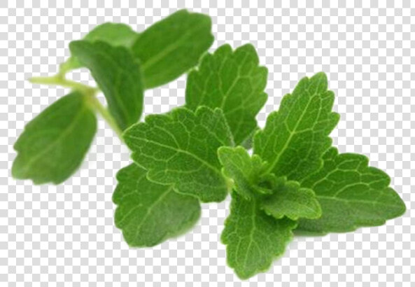 Spearmint  HD Png DownloadTransparent PNG