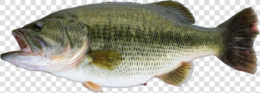 Largemouth Bass  HD Png DownloadTransparent PNG