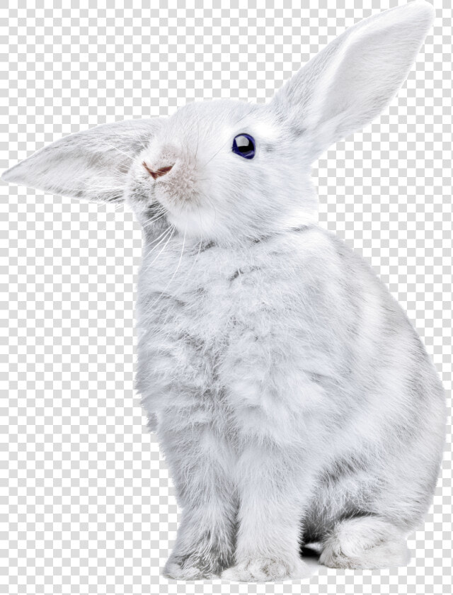 White Rabbit Png Clipart   White Rabbit Transparent Background  Png DownloadTransparent PNG