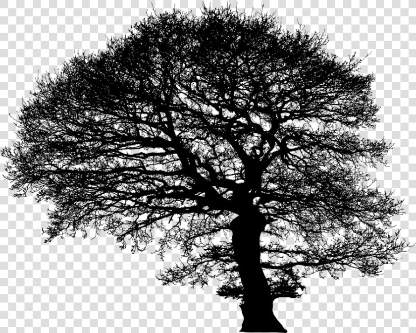 Tree  Trees  Silhouette  Plant  Nature  Environment   Oak  HD Png DownloadTransparent PNG