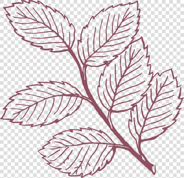 Transparent Leafy Png   Leaves Clipart Black And White  Png DownloadTransparent PNG