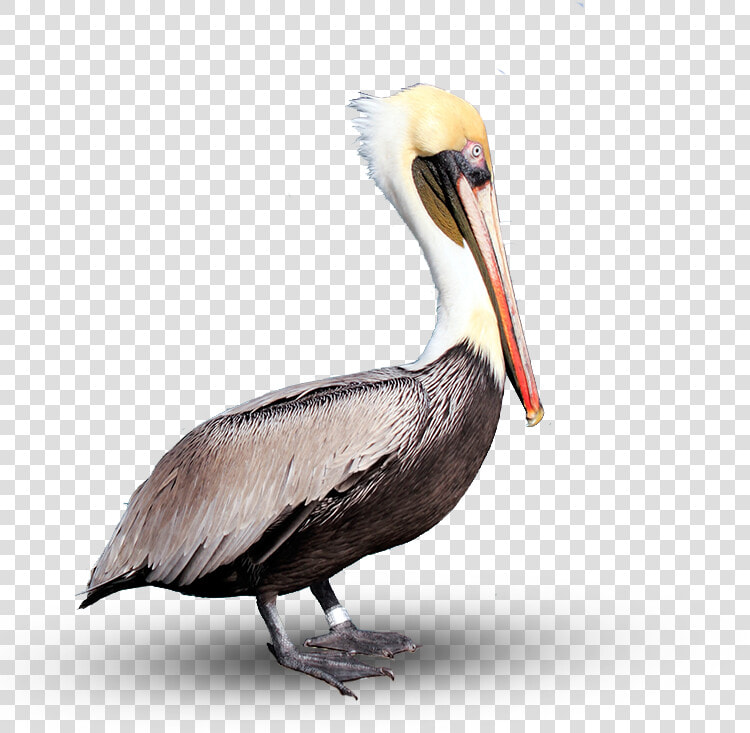 Pelican Png Download Image   Brown Pelican Png  Transparent PngTransparent PNG