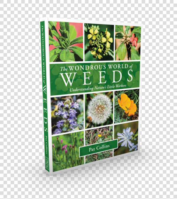 Most Beautiful Weeds In The World  HD Png DownloadTransparent PNG