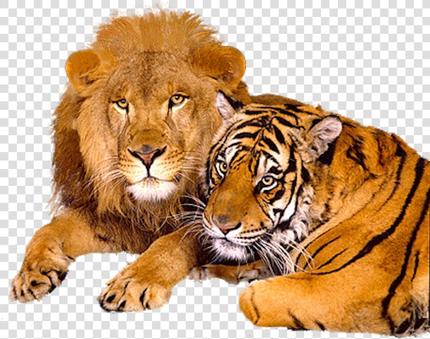 Lion And Tiger Png   Beautiful Lion Image Download  Transparent PngTransparent PNG