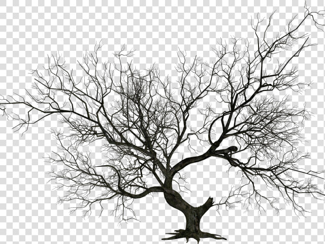 Graveyard Clipart Halloween Tree   Dead Tree Png Hd  Transparent PngTransparent PNG