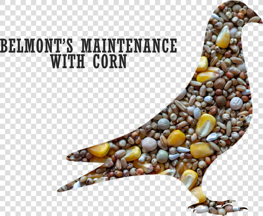 Belmont S Maintenance Pigeon Mix With Corn Title   Maintenance Feeds For Pigeon  HD Png DownloadTransparent PNG