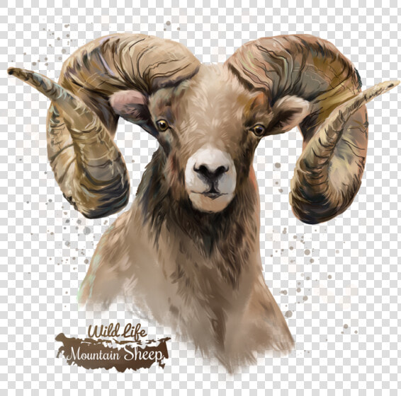 Sheep Transparent Background Png   Transparent Background Sheep Png  Png DownloadTransparent PNG