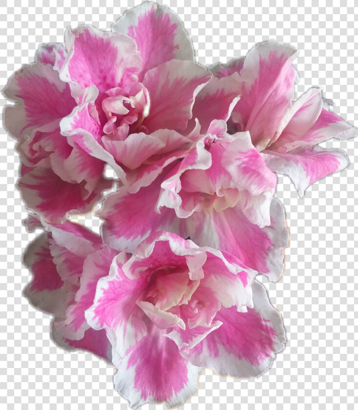  flores  azalea  flowers  catarinazs   Peony  HD Png DownloadTransparent PNG