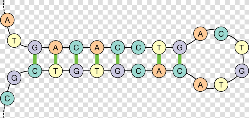 Dna Hairpin  HD Png DownloadTransparent PNG