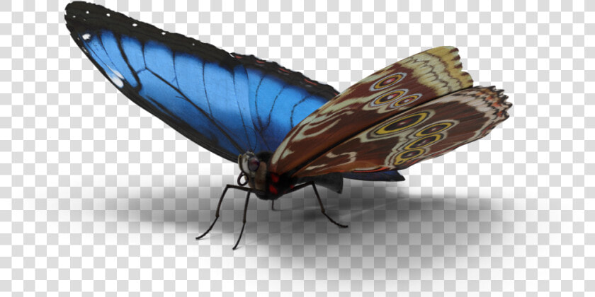 White Admiral Or Red Spotted Purple  HD Png DownloadTransparent PNG