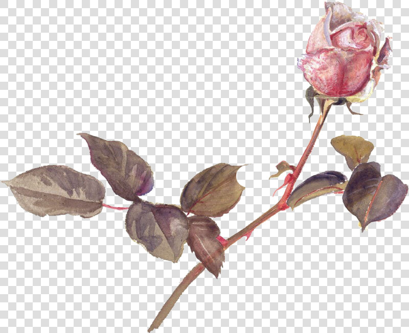  vintage  roses  pinkrose  stems  thorns  pink  rosebud   Beatrix Potter Botanical Illustrations  HD Png DownloadTransparent PNG