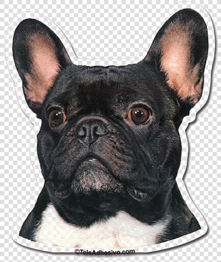 Bulldog Transparent Images   Bulldog Frances Ilustracion Png  Png DownloadTransparent PNG