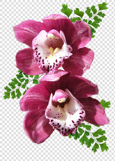 Orchids  Pink  Maiden Hair  Fern   Orchid Flowers  HD Png DownloadTransparent PNG