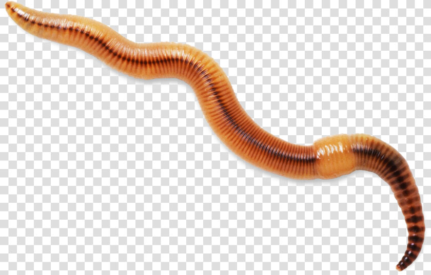 Worms Transparent Background   Worm Transparent Background  HD Png DownloadTransparent PNG